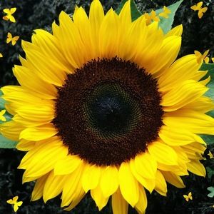 Meet your Posher, Isabelle